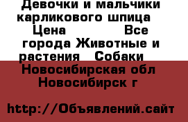 Девочки и мальчики карликового шпица  › Цена ­ 20 000 - Все города Животные и растения » Собаки   . Новосибирская обл.,Новосибирск г.